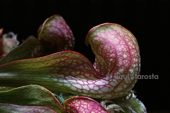 Sarracenia psittacina (sarracénie)