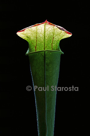 Sarracenia oreophila (sarracénie)