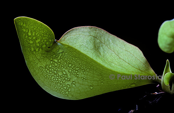 Sarracenia purpurea (sarracénie) - naissance du piège 5