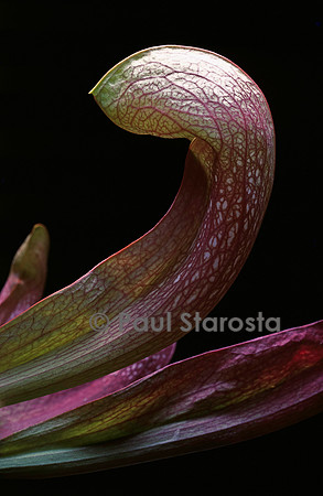 Sarracenia psittacina (sarracénie)