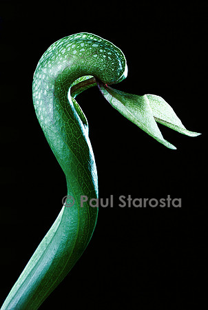 Darlingtonia californica (plante cobra)