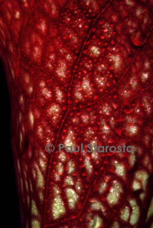 Sarracenia purpurea ssp. venosa (sarracénie) - détail du piège