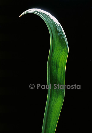 Sarracenia flava (sarracénie) - urne d'hiver