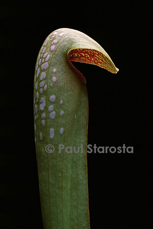 Sarracenia minor (sarracénie)