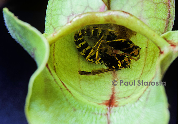 Guêpes capturées par une Sarracenia (sarracénie)