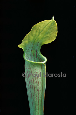 Sarracenia alata (sarracénie)
