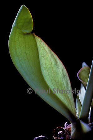 Sarracenia purpurea (sarracénie) - naissance du piège 3