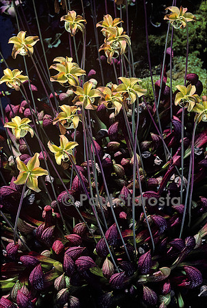Sarracenia X gilpinii (sarracénies)