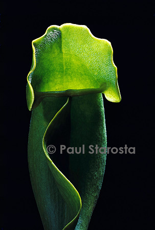 Sarracenia purpurea f. heterophylla (sarracénie)