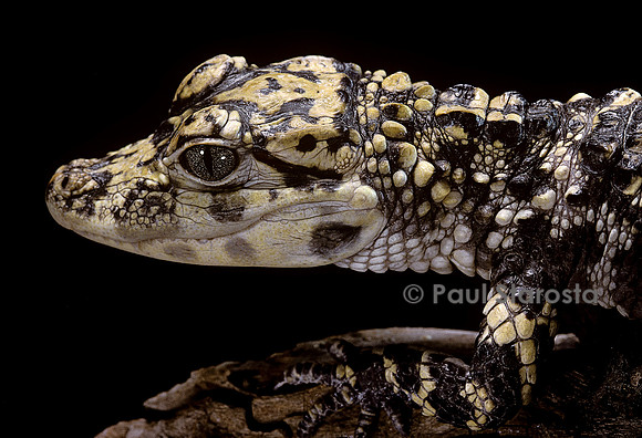 Alligator sinensis (alligator de Chine)