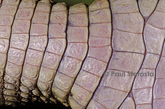 Caiman crocodylus (caïman à lunettes) - écailles
