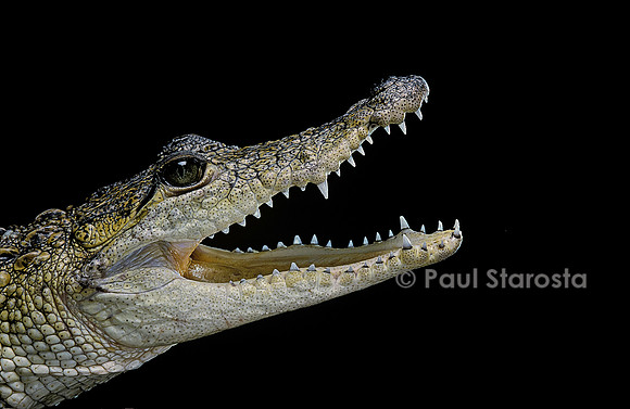 Crocodylus moreleti (crocodile de Morlet)