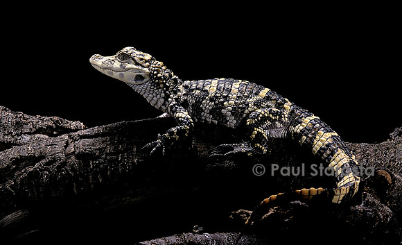Alligator sinensis (alligator de Chine)
