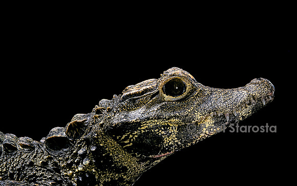 Osteolaemus tetraspis (crocodile nain)