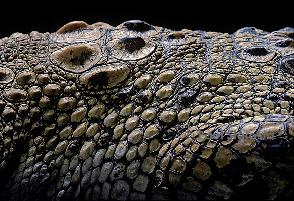 Crocodylus porosus (crocodile marin) - écailles