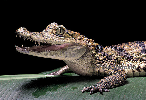 Caiman crocodylus (caïman à lunettes)