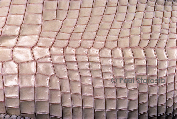 Crocodylus porosus (crocodile marin)