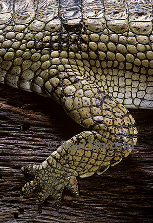 Gavialis gangeticus (gavial) - patte avant