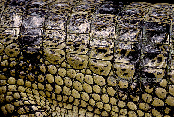 Gavialis gangeticus (gavial)