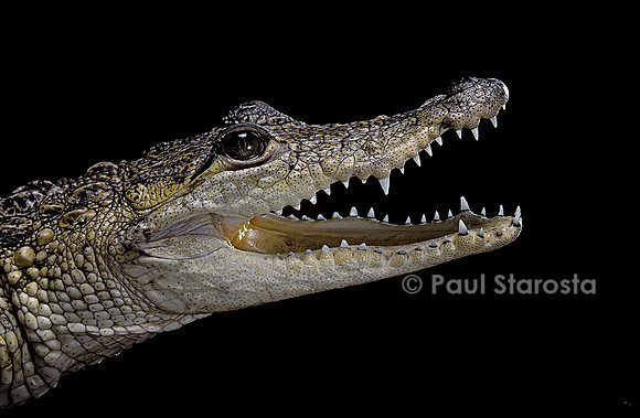 Crocodylus moreleti (crocodile de Morlet)