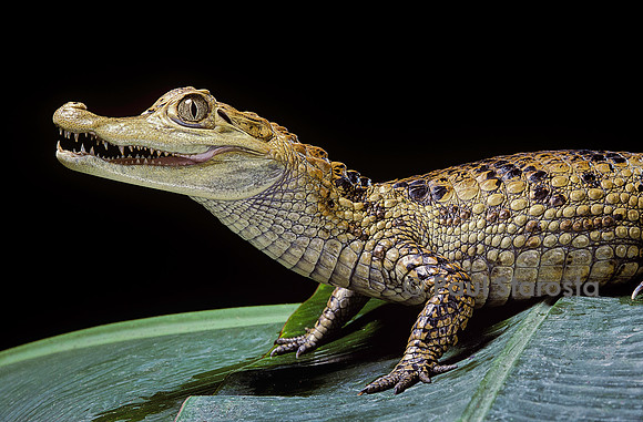 Caiman crocodylus (caïman à lunettes)