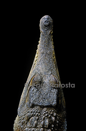 Crocodylus cataphractus (faux-gavial d'Afrique)