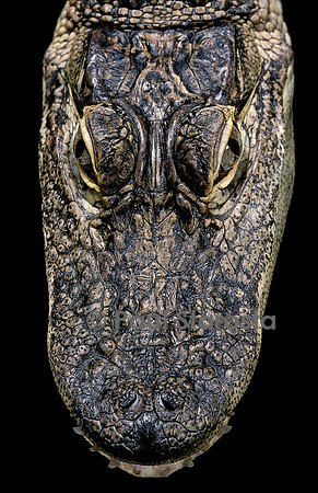 Alligator mississippiensis (alligator américain)