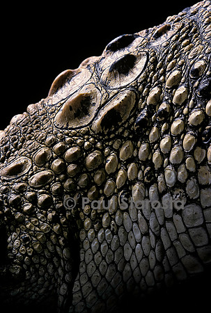Crocodylus porosus (crocodile marin)