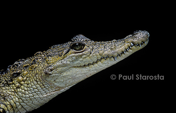 Crocodylus moreleti (crocodile de Morlet)