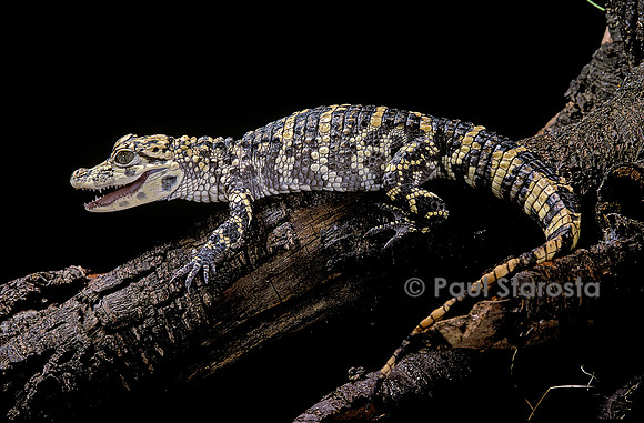 Alligator sinensis (alligator de Chine)
