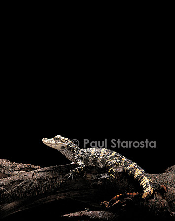 Alligator sinensis (alligator de Chine)