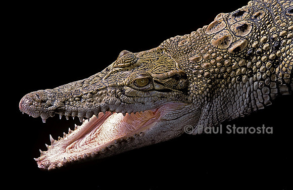 Crocodylus porosus (crocodile marin)