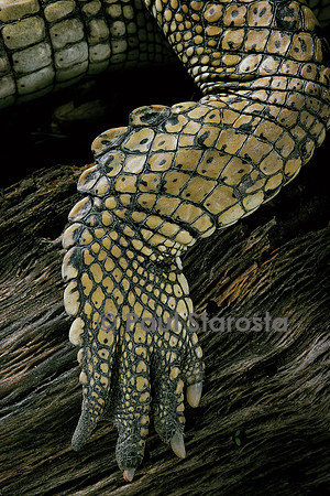 Gavialis gangeticus (gavial) - patte arrière
