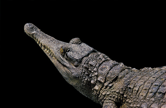 Crocodylus cataphractus (faux gavial africain)