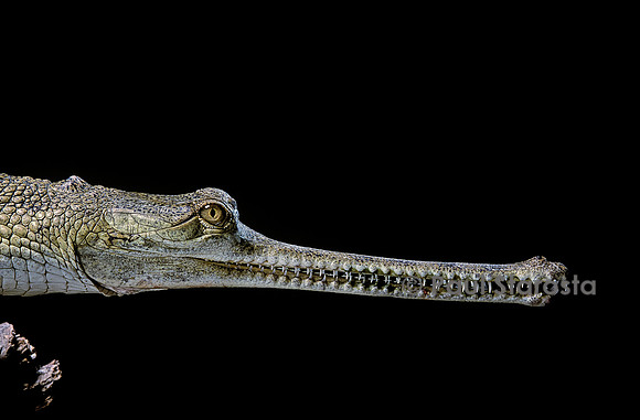 Gavialis gangeticus (gavial)