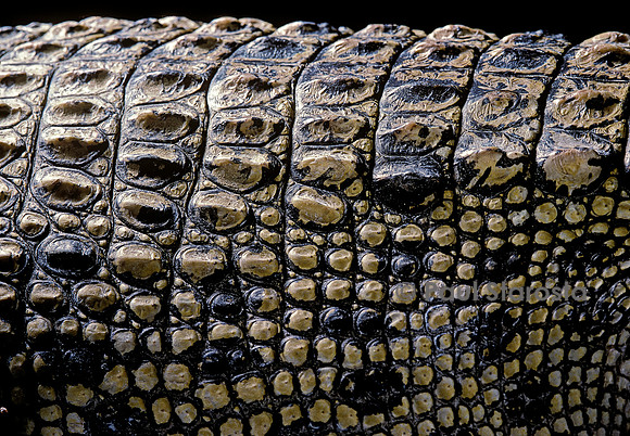 Crocodylus porosus (crocodile marin) - écaiiles