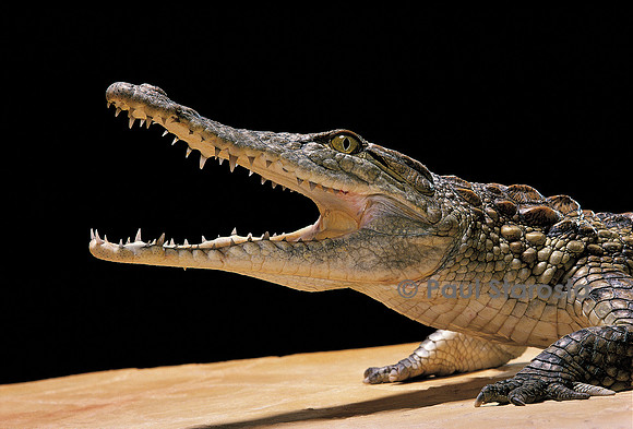 Crocodylus niloticus (crocodile du Nil)