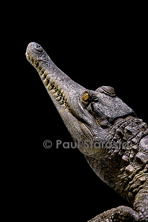 Crocodylus cataphractus (faux-gavial d'Afrique)