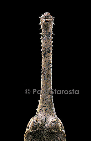 Gavialis gangeticus (gavial) - museau