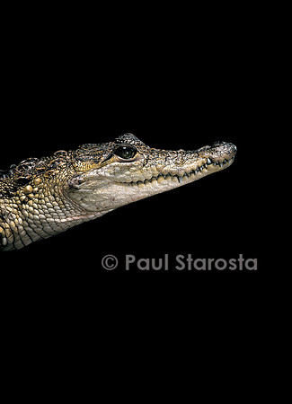 Crocodylus moreleti (crocodile de Morlet)