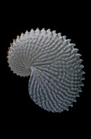 Argonauta nodosa