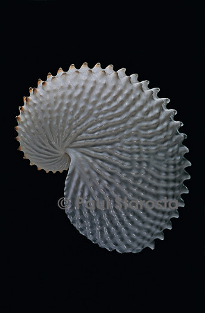 Argonauta nodosa