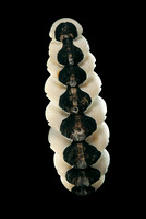 Chiton goodalli
