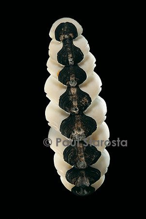 Chiton goodalli
