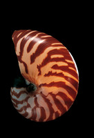 Nautilus macromphalus