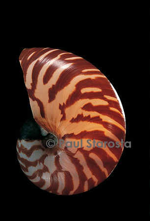 Nautilus macromphalus