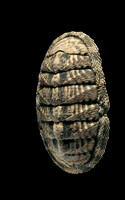 Chiton squamosus