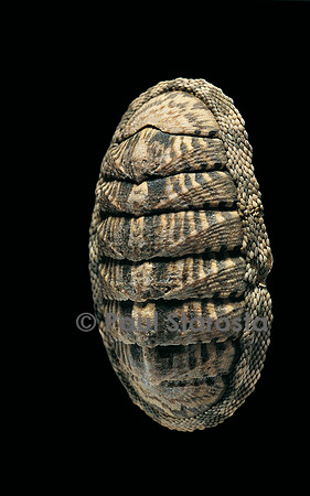 Chiton squamosus