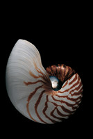 Nautilus pompilius