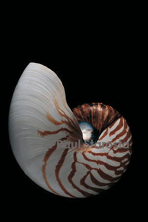 Nautilus pompilius